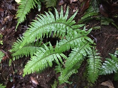 Microlepia hookeriana