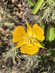 Calochortus weedii weedii