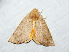 Mnesampela heliochrysa