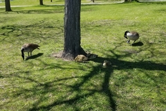 Branta canadensis