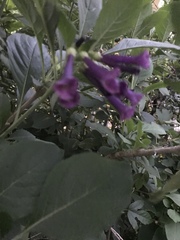 Iochroma