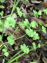 Tithymalus