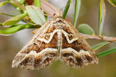 Melitulias graphicata