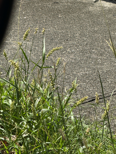 Cenchrus echinatus observed 2026-09-27