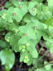 Tithymalus
