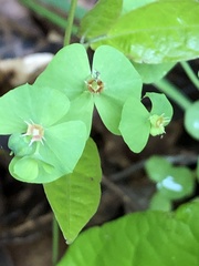 Tithymalus