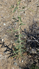 Mentzelia laevicaulis