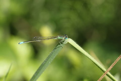 Ischnura intermedia