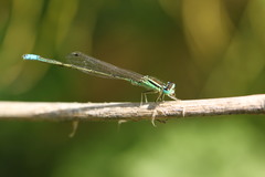 Ischnura intermedia