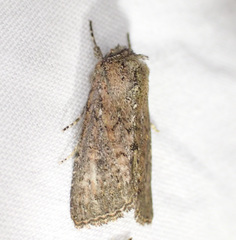 Dasygaster padockina