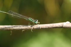 Ischnura intermedia