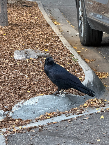 Common Raven