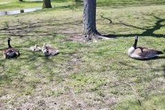 Branta canadensis