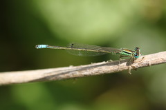 Ischnura intermedia