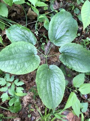 Smilax ecirrhata