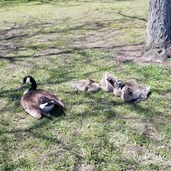 Branta canadensis
