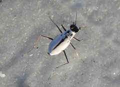 Habroscelimorpha dorsalis saulcyi