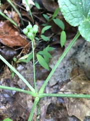 Smilax ecirrhata