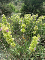Salvia absconditiflora