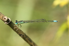 Ischnura intermedia