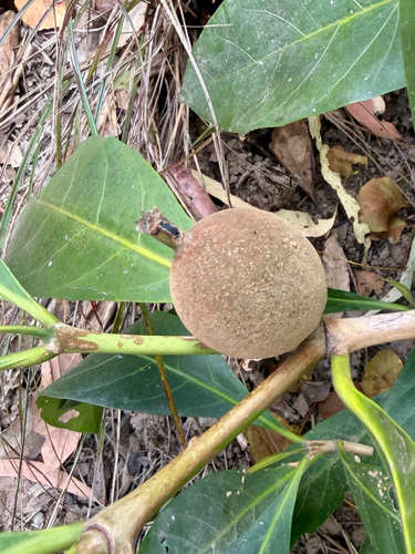 Atractocarpus sessilis observed 2026-09-22