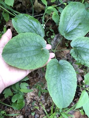 Smilax ecirrhata