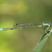 Dumont's Bluetail - Photo (c) purperlibel, some rights reserved (CC BY-SA), uploaded by purperlibel