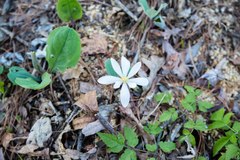 Sanguinaria canadensis