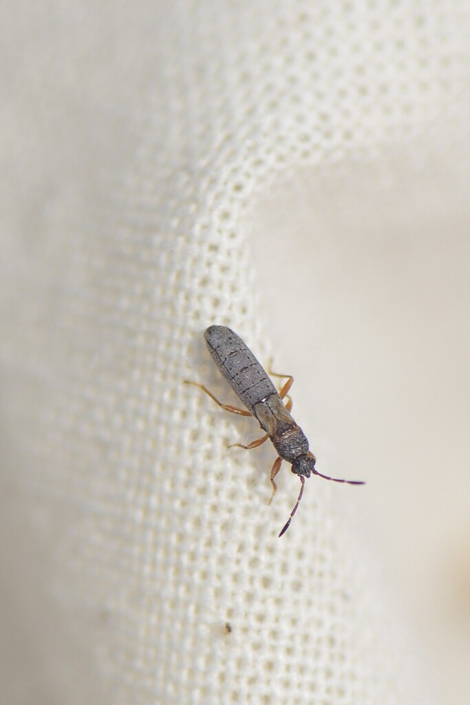 Ischnodemus rufipes
