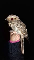 Antrostomus arizonae