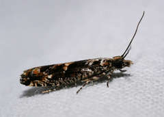 Holocola pericyphana