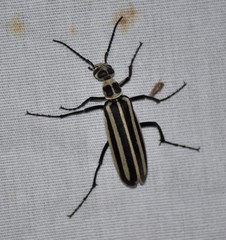 Epicauta atrivittata