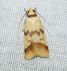 Heteroteucha anthodora