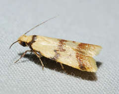 Heteroteucha anthodora