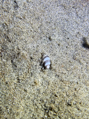 Rictaxis punctocaelatus observed 2026-09-27