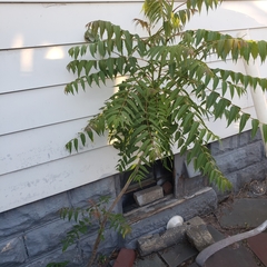 Ailanthus altissima