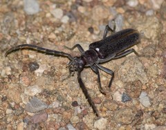 Aneflus obscurus