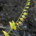 Streptanthus anomalus - Photo (c) David Greenberger, algunos derechos reservados (CC BY-NC-ND), subido por David Greenberger