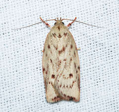 Euchaetis