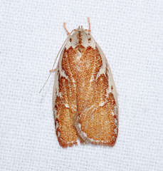 Euchaetis rhizobola