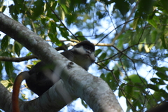 Cercopithecus ascanius schmidti