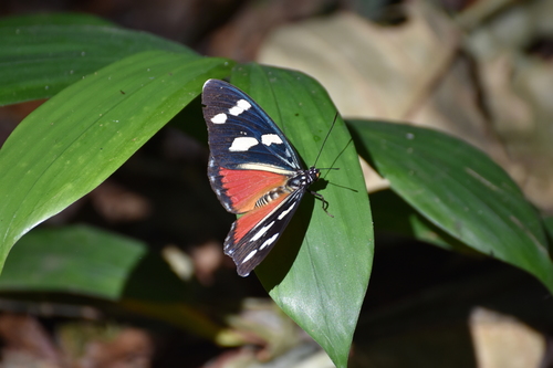 Equatorial Mimic Forester