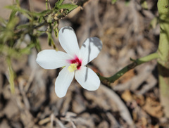 Abelmoschus ficulneus