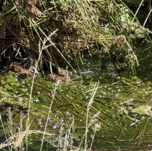 Common Green Darner