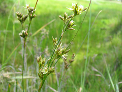Juncus occidentalis