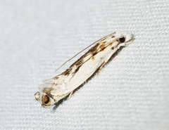 Erechthias mystacinella