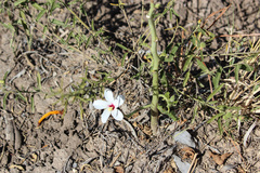 Abelmoschus ficulneus