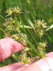 Juncus occidentalis