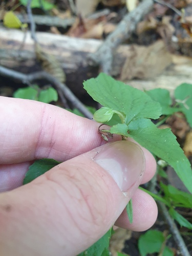 Viola rostrata, 2026-09-26
