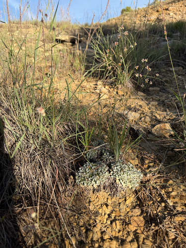 Tall Buckwheat